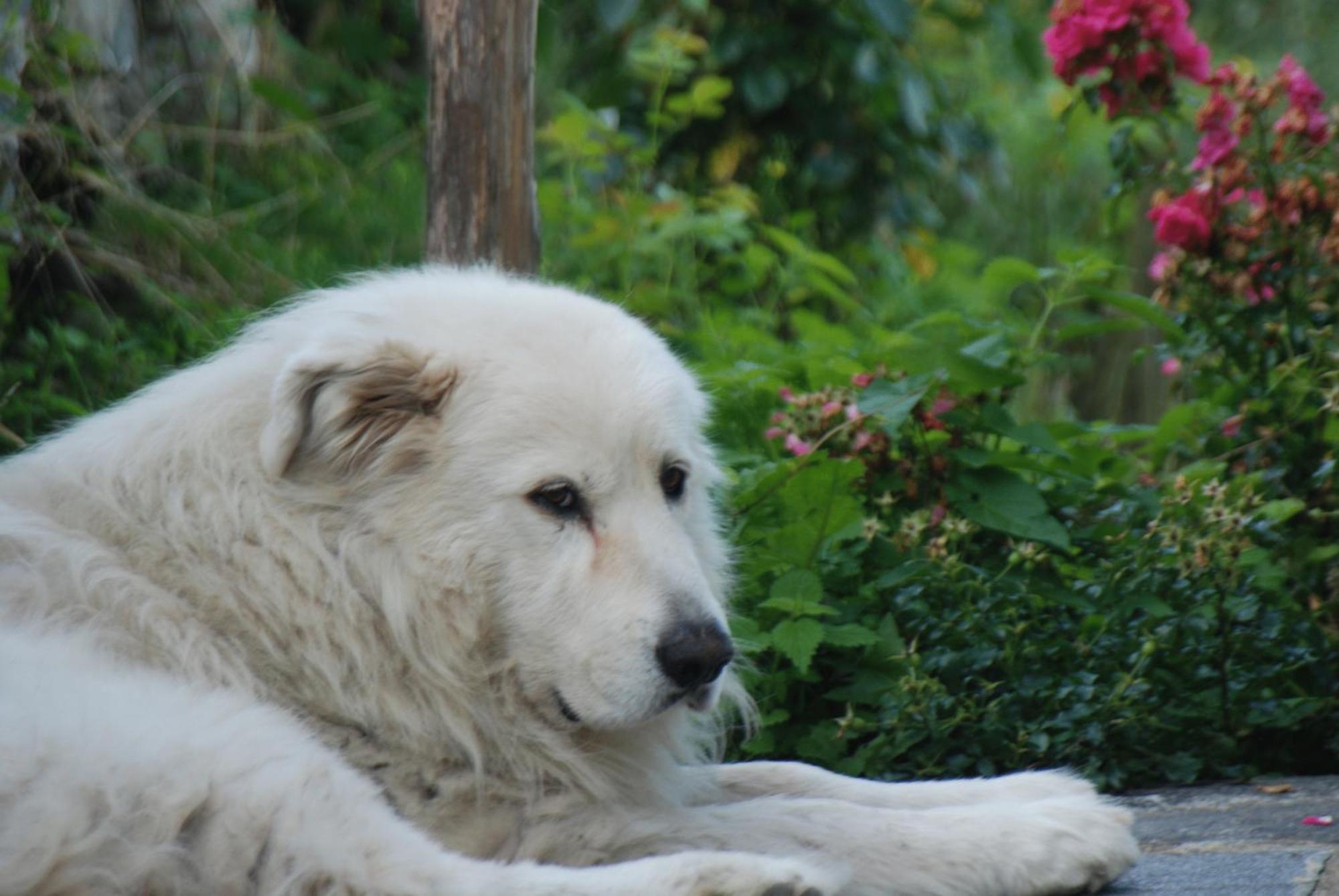 Agriturismo Al Marnich Schignano  Dış mekan fotoğraf