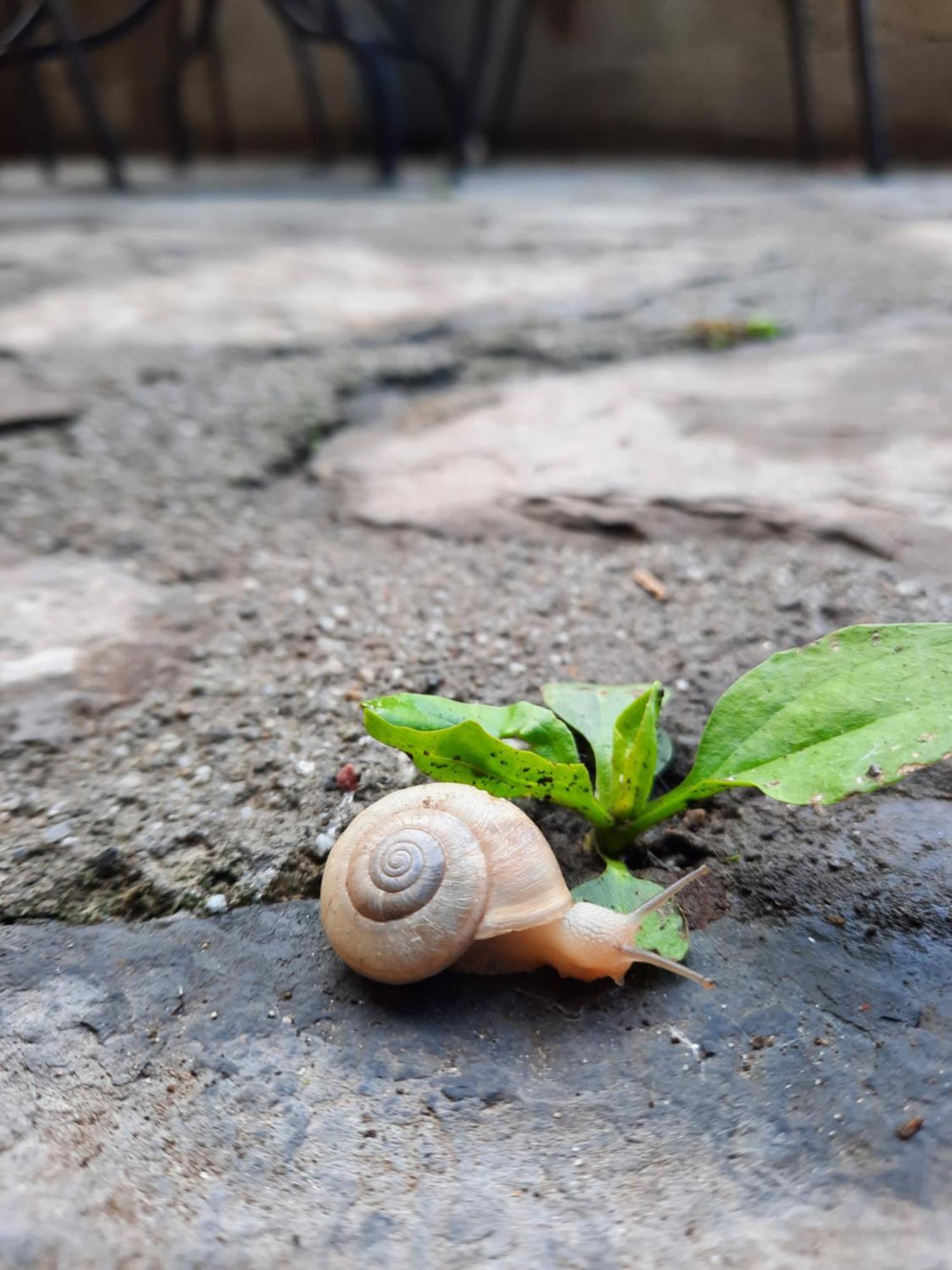 Agriturismo Al Marnich Schignano  Dış mekan fotoğraf